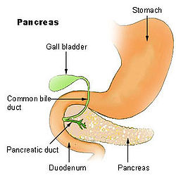 Illustration of the Gallbladder and surrounding organs.